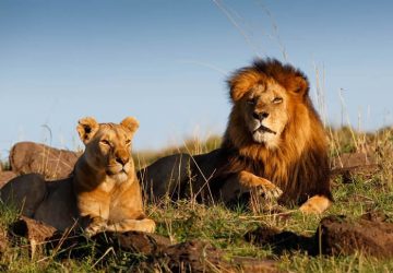 4 African Vacationer Locations