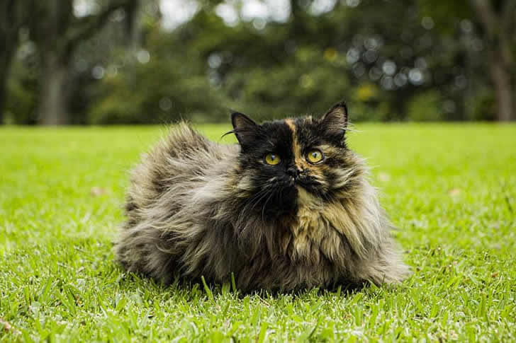 "Persian"

