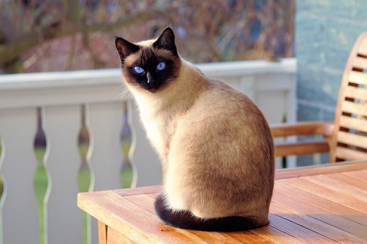 "Siamese"