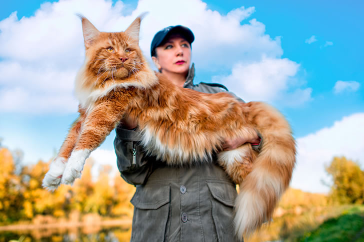 "Maine Coon"
