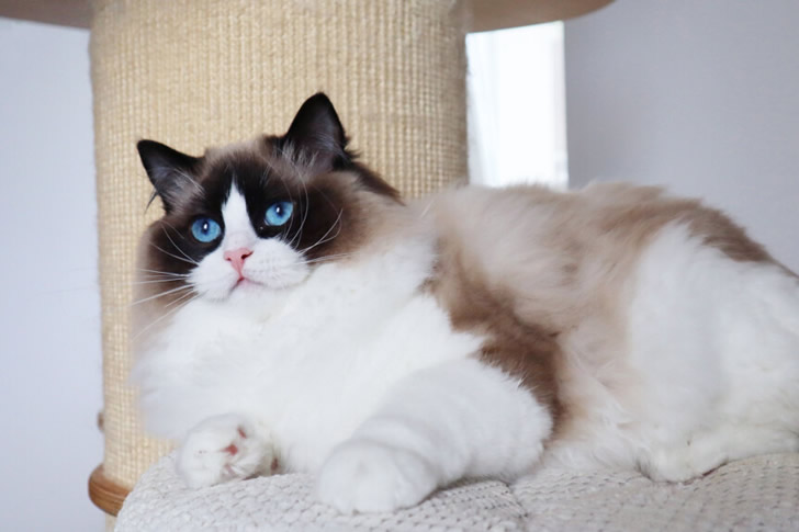 "Ragdoll"