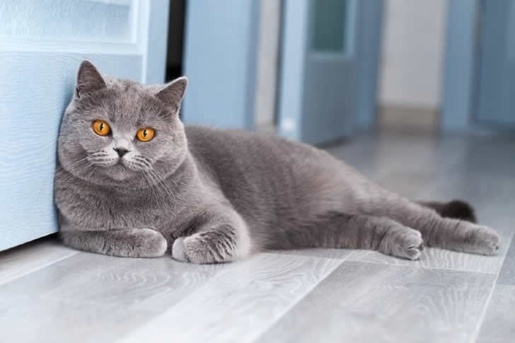 "English Shorthair"
