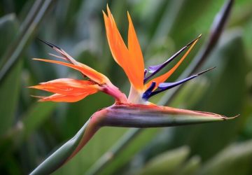 Simple Consideration Plants for Home and Office: An Aide