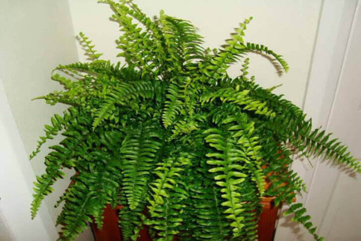 "Boston Plant (Nephrolepis exaltata)"