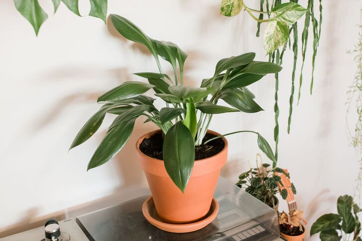"Project Iron Plant (Aspidistra elatior)"