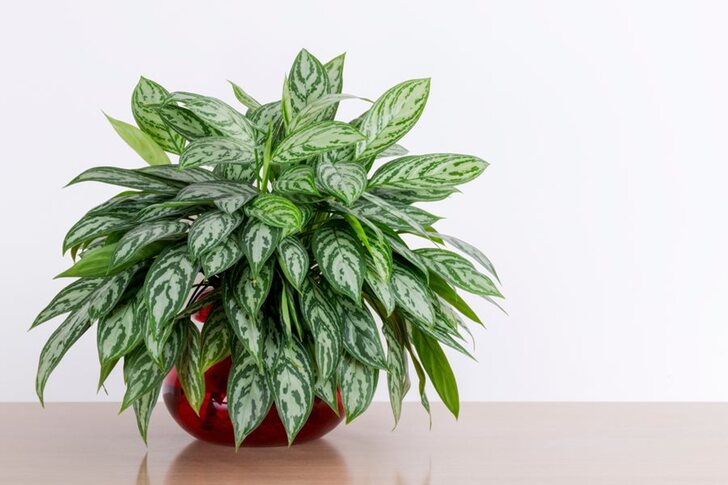 "Chinese Evergreen (Aglaonema)"