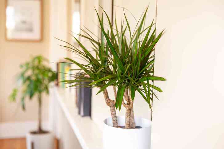 "Dracaena (Dracaena spp.)"