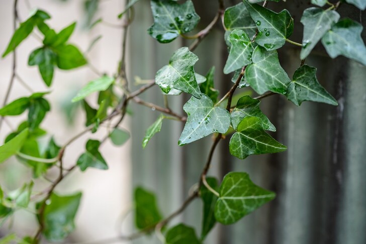 "English Ivy (Hedera helix)"