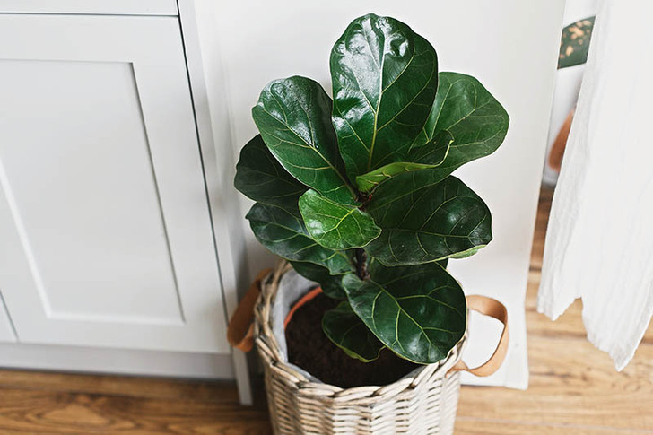 "Fiddle Leaf Fig (Ficus lyrata)"