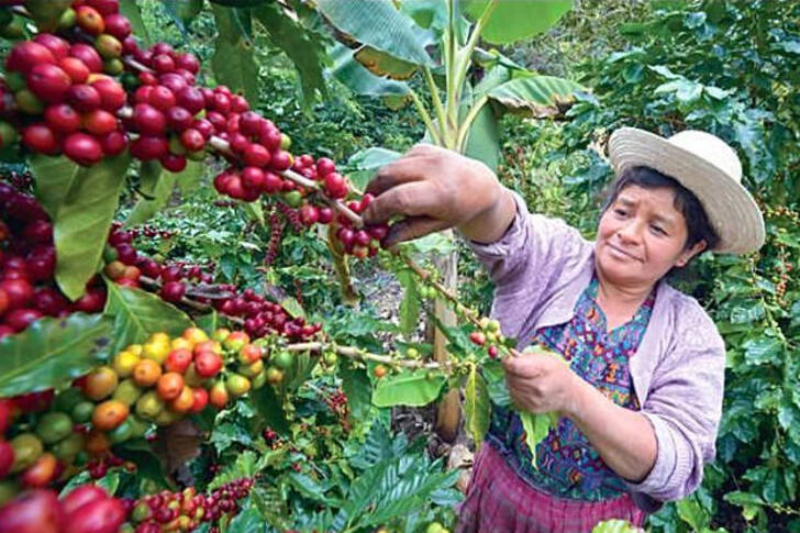 "Guatemalan Antigua: Intense and Fiery"
