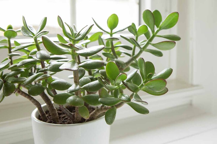"Jade Plant (Crassula ovata)"