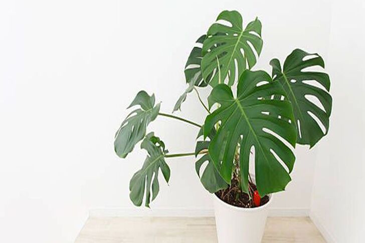 "Monstera Deliciosa (Swiss Cheddar Plant)"