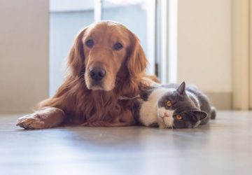 6 Pet Sitting Administrations for Your Cherished Pets
