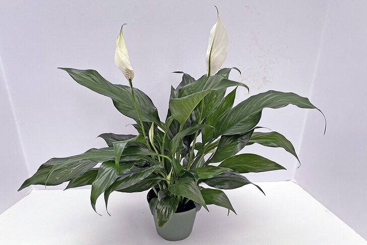 "Harmony Lily (Spathiphyllum)"