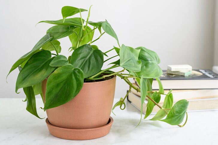 "Philodendron (Philodendron spp.)"