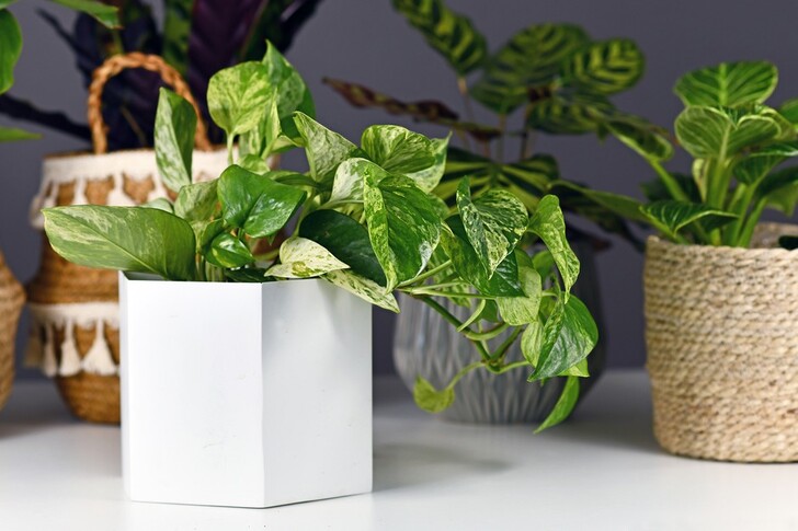 "Pothos (Epipremnum aureum)"
