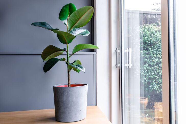 "Elastic Plant (Ficus elastica)"