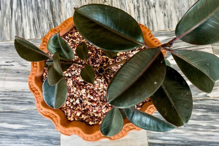 "Elastic Plant (Ficus elastica)"