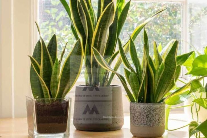"Snake Plant (Sansevieria trifasciata)"