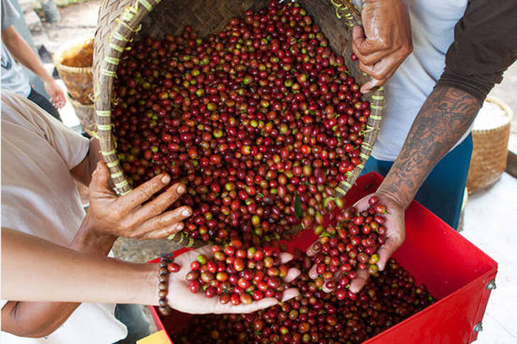 "Sumatra Mandheling: Hearty and Complex"