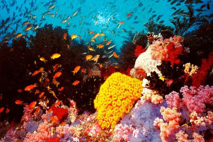 "The Staggering Extraordinary Hindrance Reef, Australia"