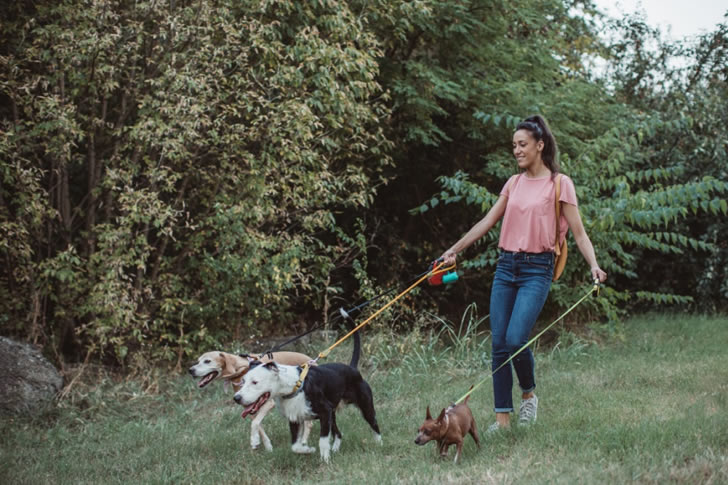 "Swaying Tails Pet Sitters"
