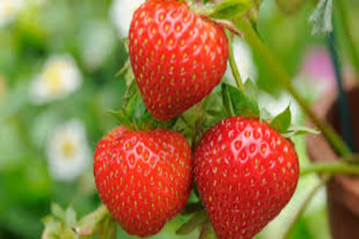 "Strawberries: High in L-ascorbic acid and Manganese"
