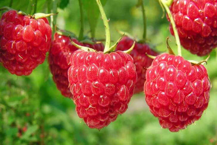 "Raspberries"